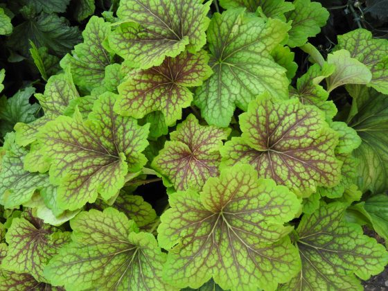 A close up of green heuchera leaves. 